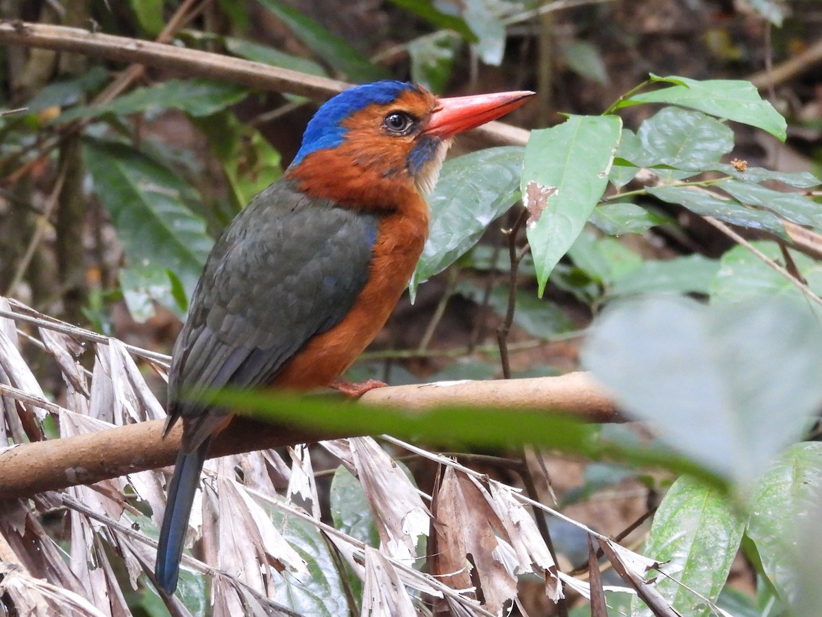 Green-backed Kingfisher - ML642095917
