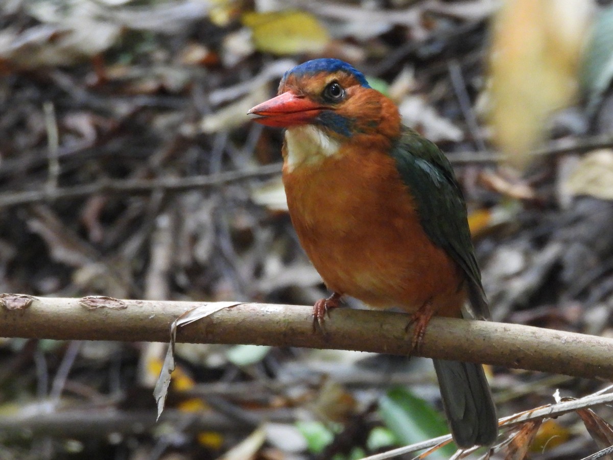 Green-backed Kingfisher - ML642095918