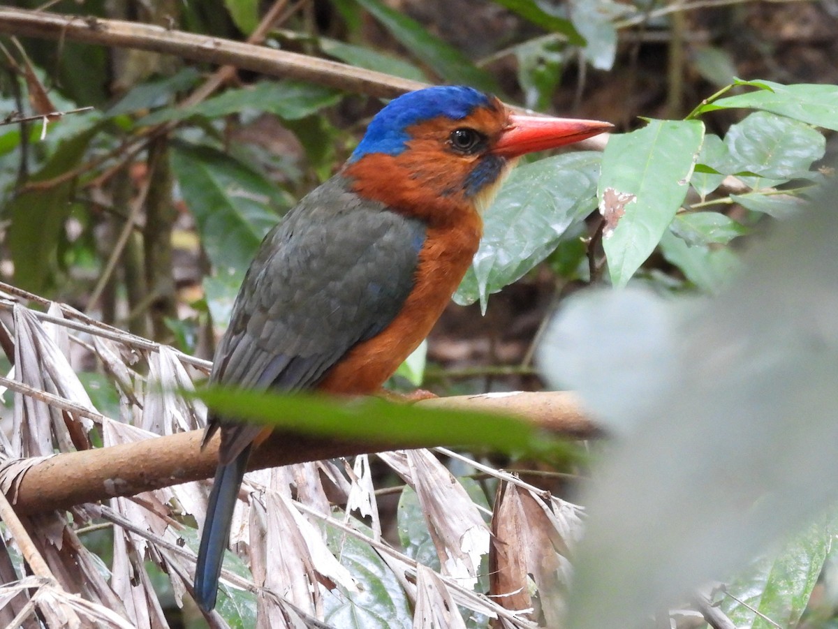 Green-backed Kingfisher - ML642095919