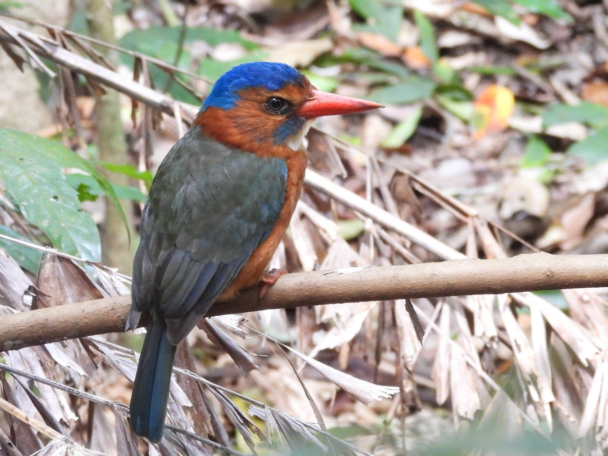 Green-backed Kingfisher - ML642095920