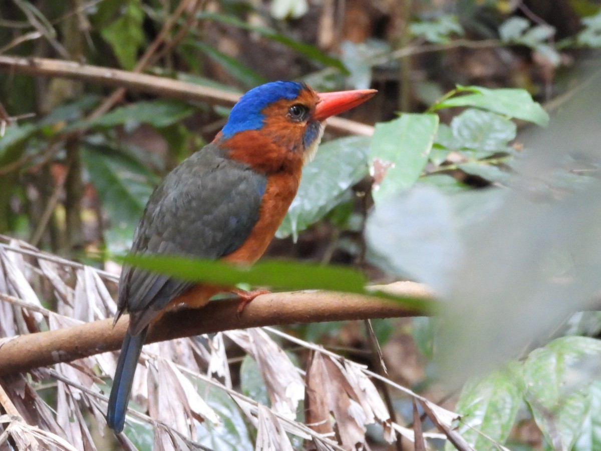 Green-backed Kingfisher - ML642095921