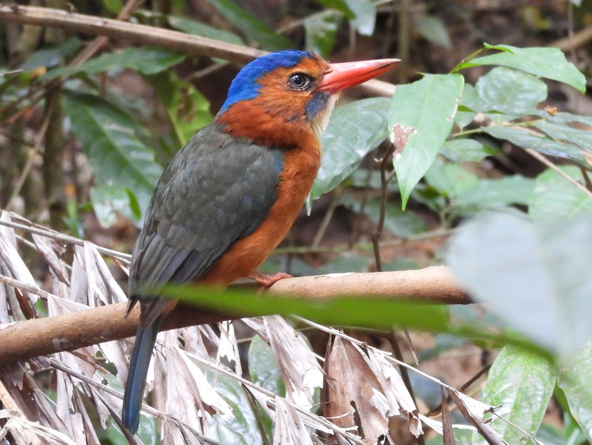 Green-backed Kingfisher - ML642095922