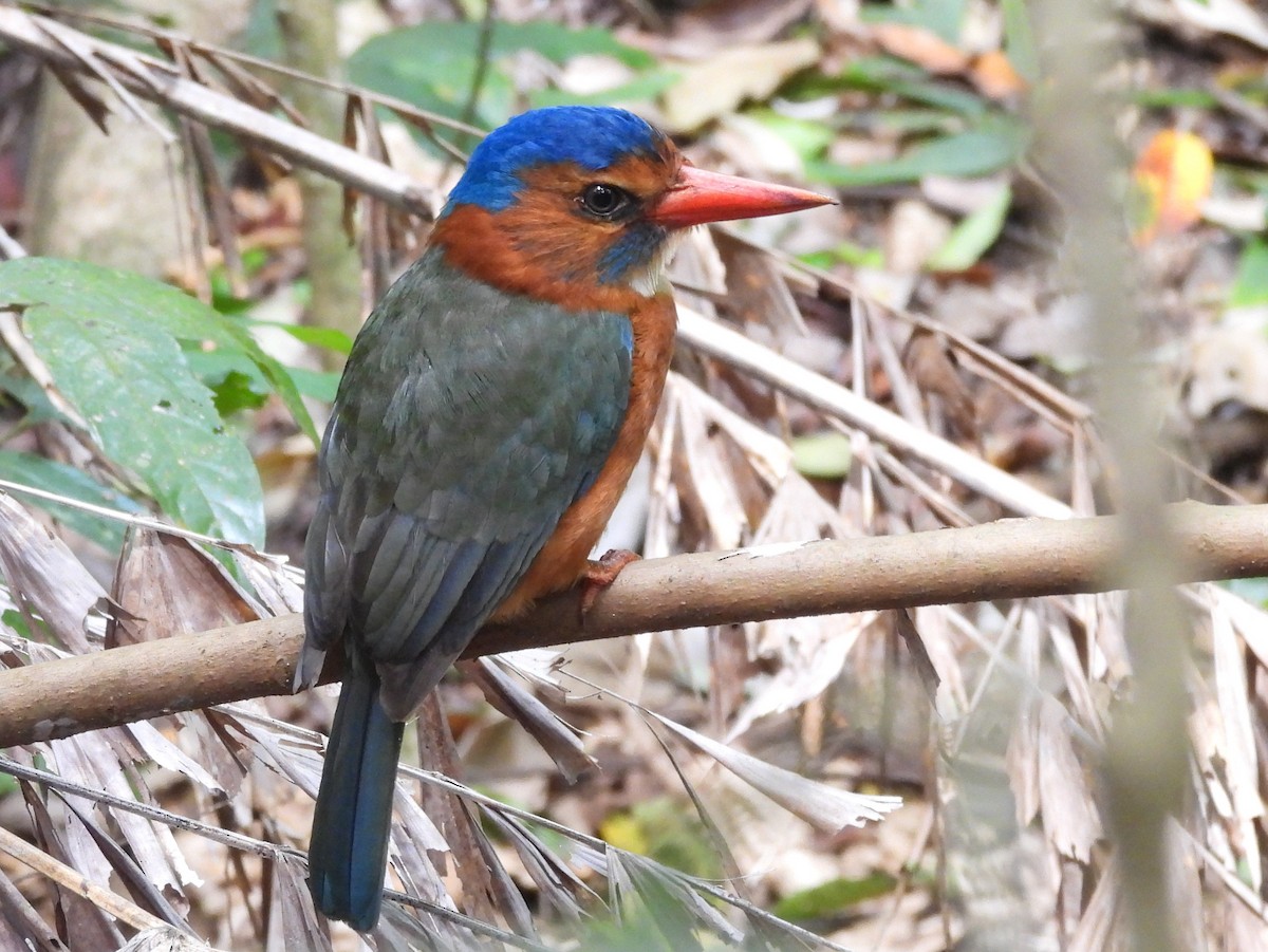 Green-backed Kingfisher - ML642095923