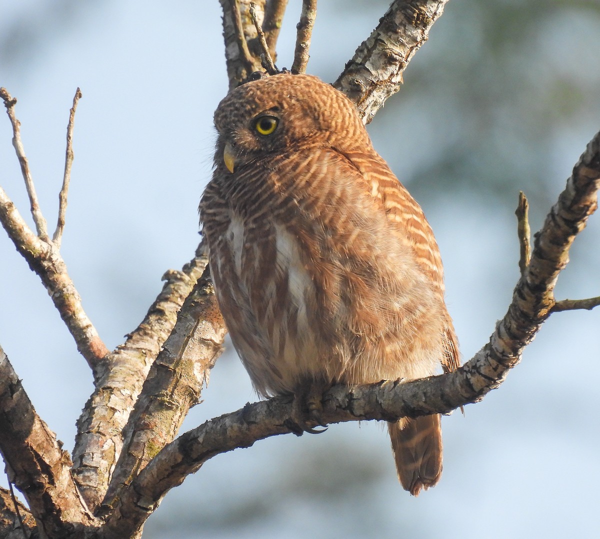 Asian Barred Owlet - ML642095925