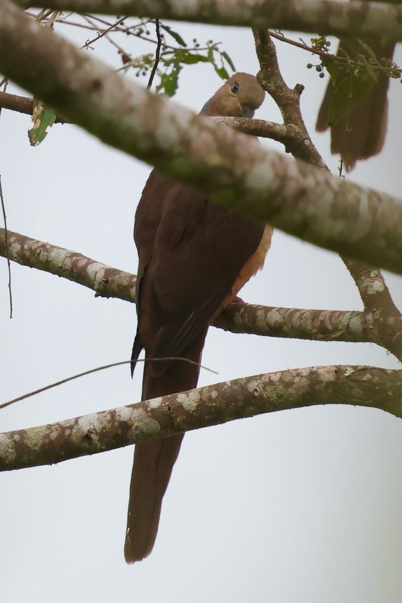 Sultan's Cuckoo-Dove - ML642095933