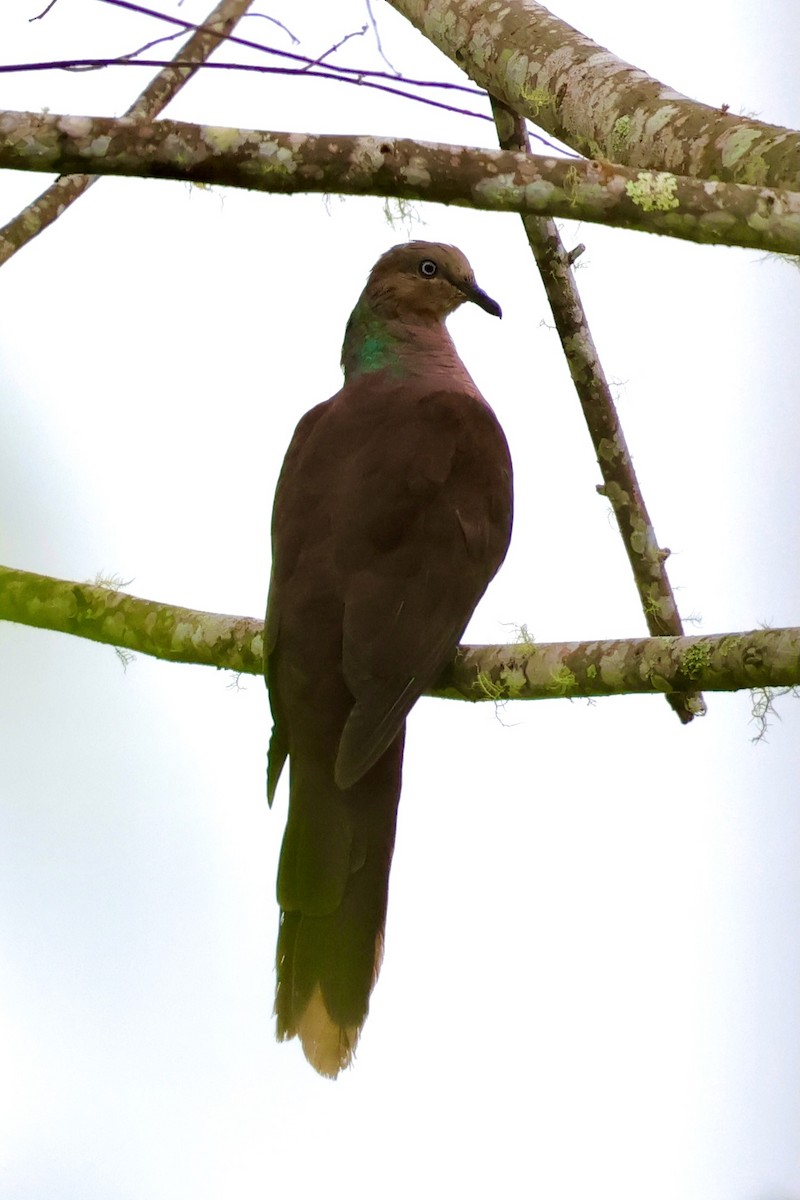 Sultan's Cuckoo-Dove - ML642095934