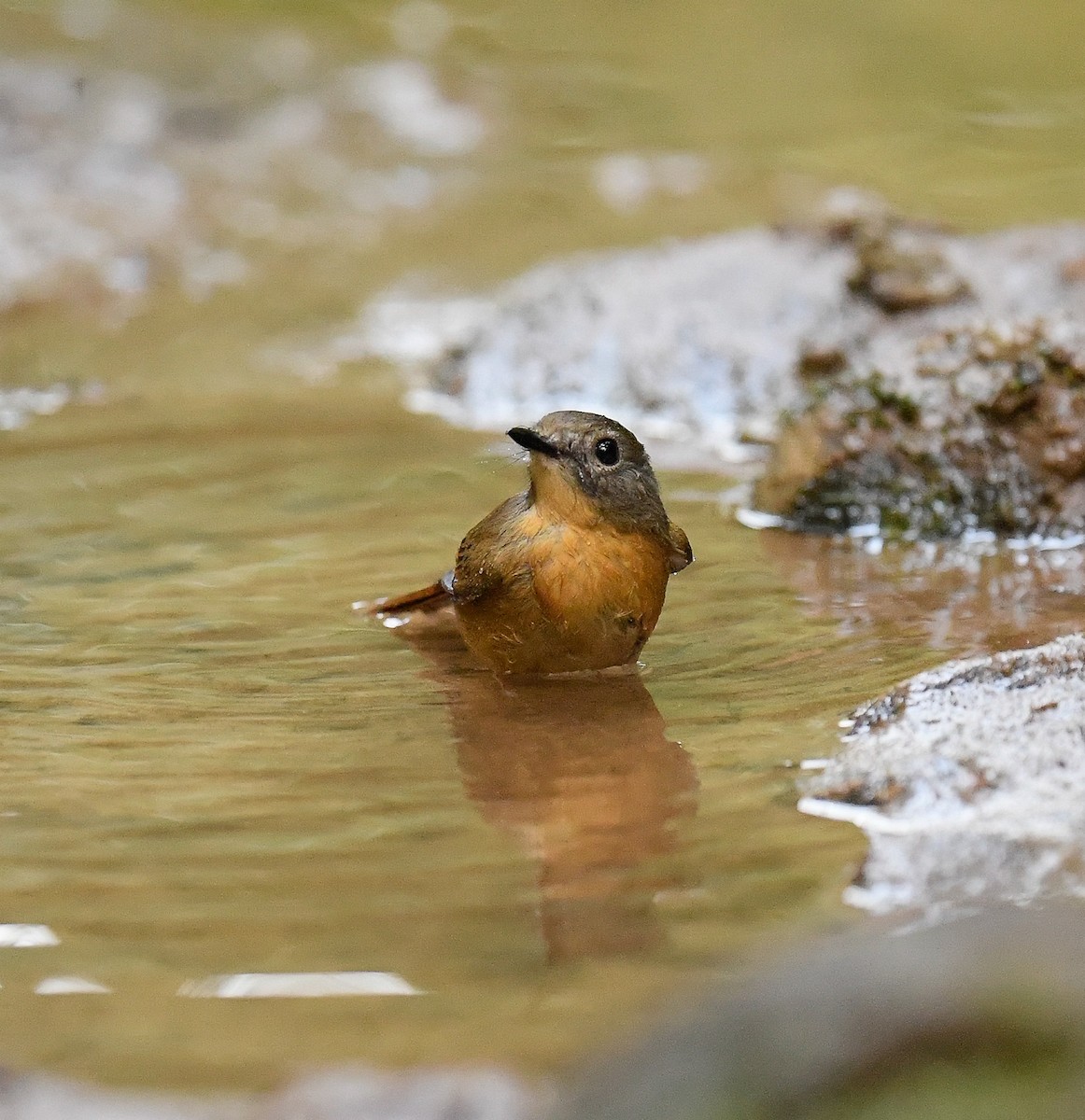 Pale-chinned Flycatcher - ML642095982