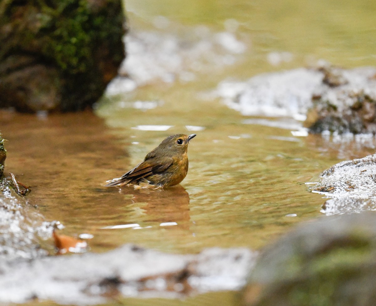 Snowy-browed Flycatcher - ML642095985