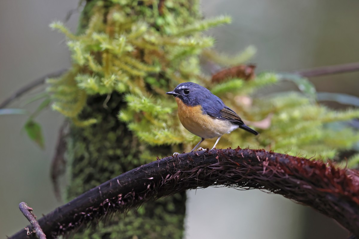 Snowy-browed Flycatcher - ML642095989