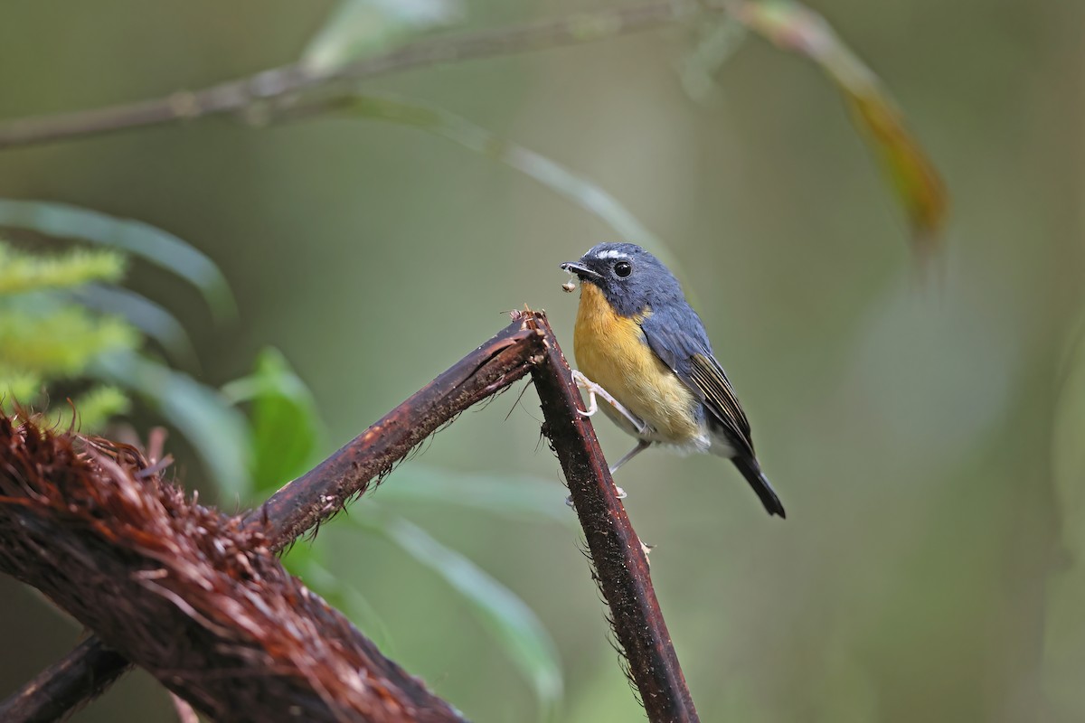 Snowy-browed Flycatcher - ML642095990