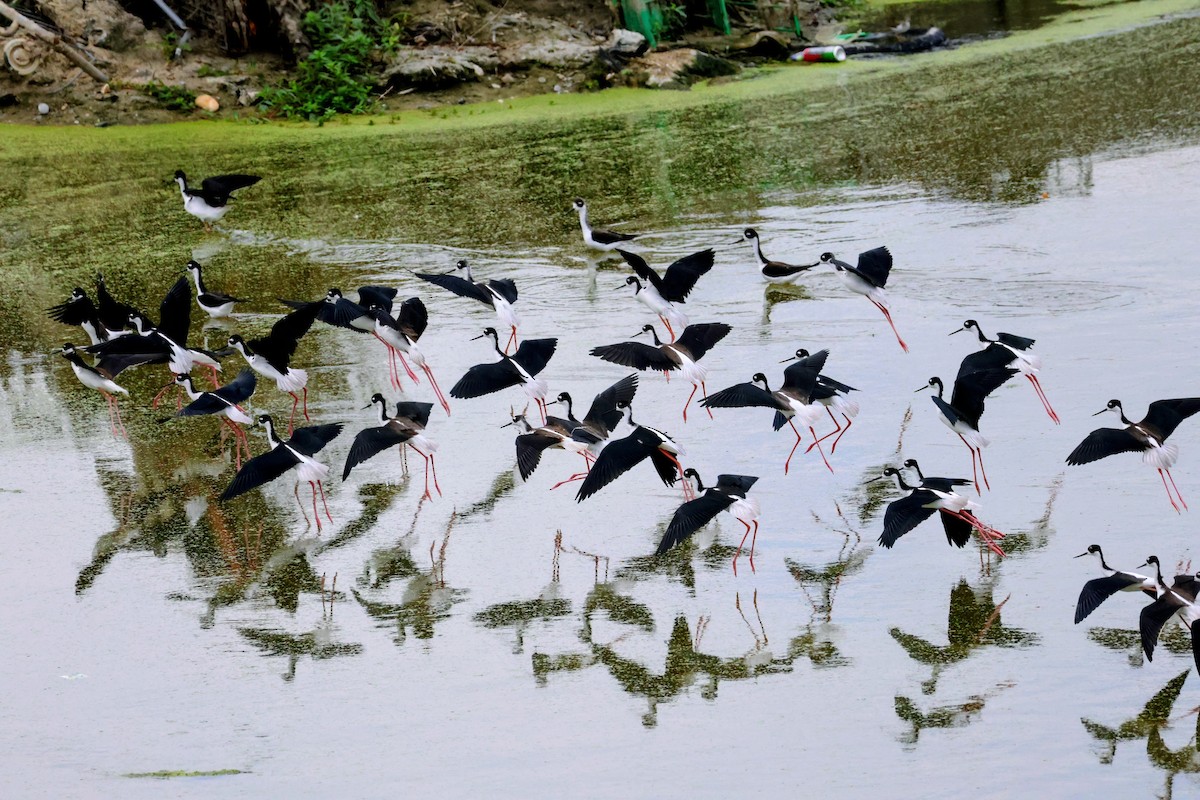 Black-necked Stilt - ML642095991