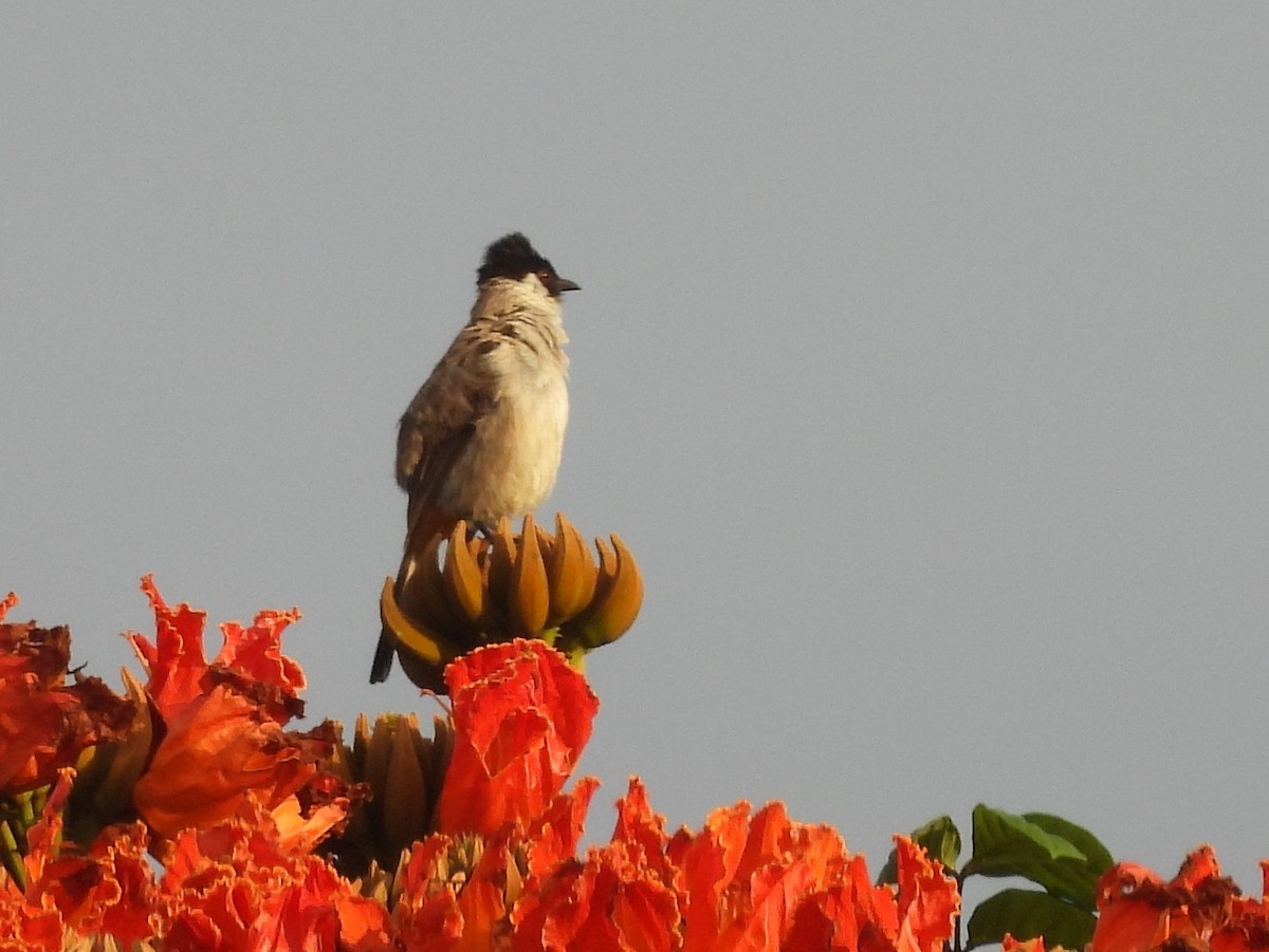Sooty-headed Bulbul - ML642096006