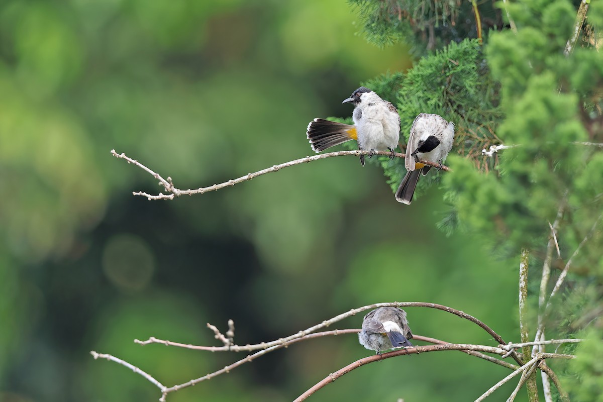 Sooty-headed Bulbul - ML642096007