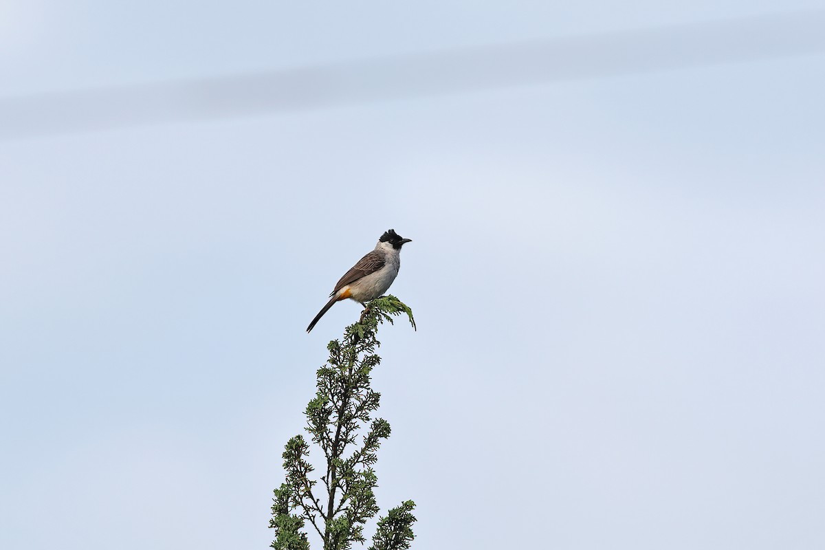 Sooty-headed Bulbul - ML642096008