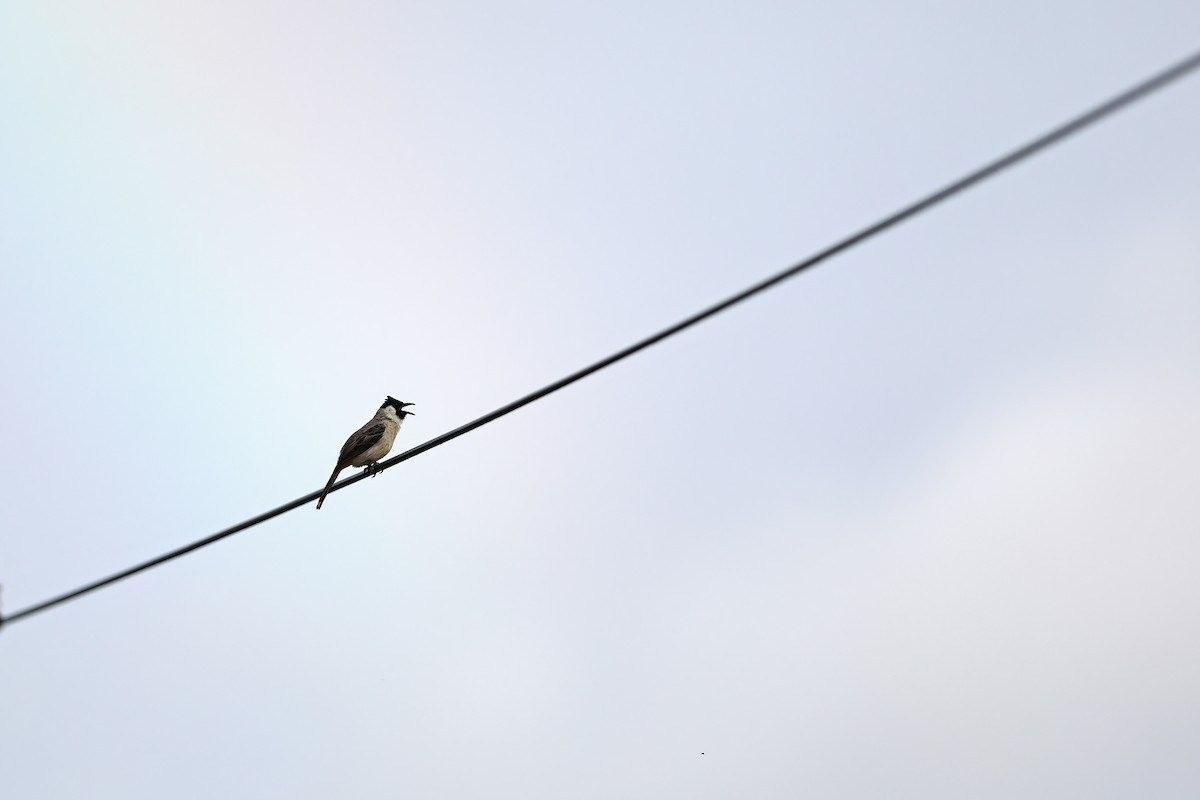 Sooty-headed Bulbul - ML642096009
