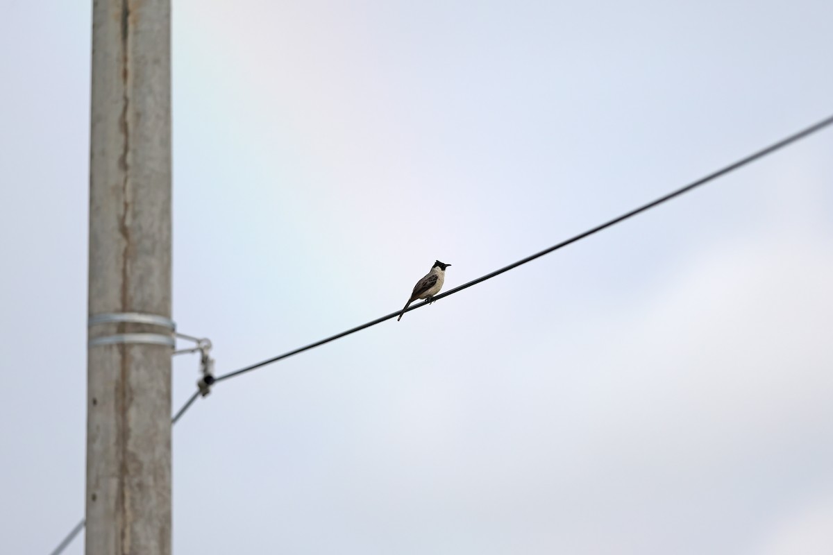 Sooty-headed Bulbul - ML642096010