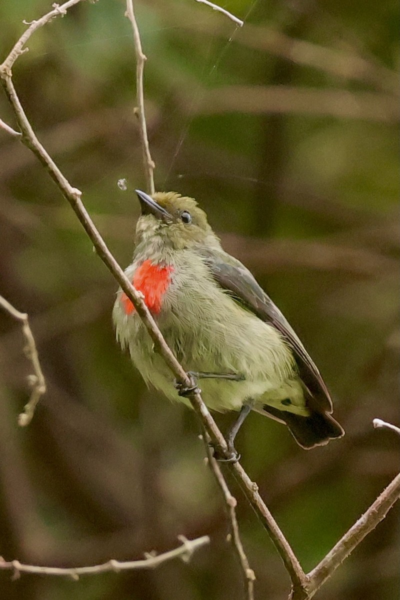 Olive-crowned Flowerpecker - ML642096011