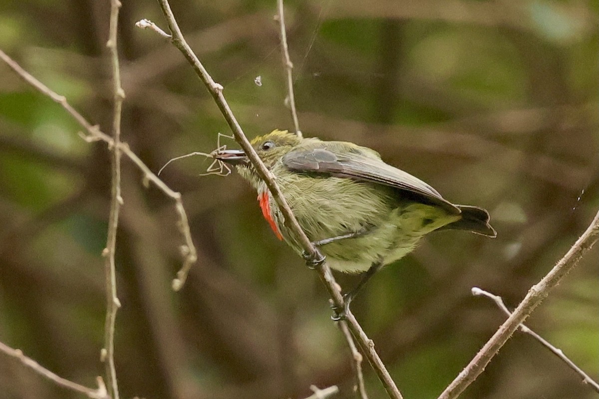 Olive-crowned Flowerpecker - ML642096012