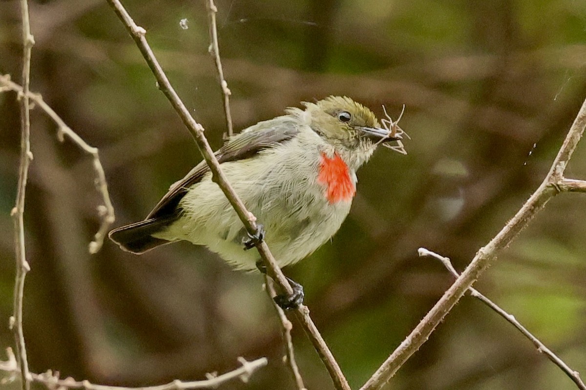 Olive-crowned Flowerpecker - ML642096013