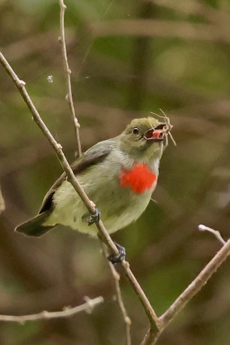 Olive-crowned Flowerpecker - ML642096014
