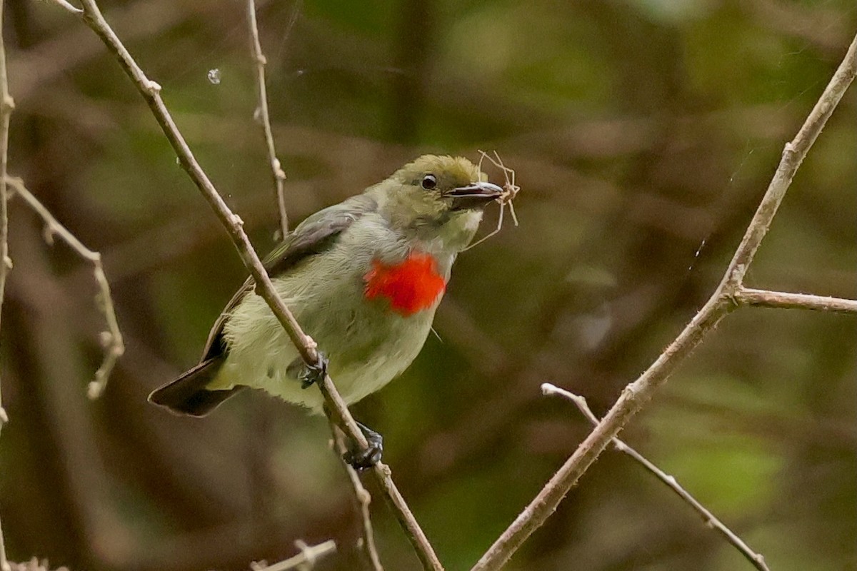 Olive-crowned Flowerpecker - ML642096015