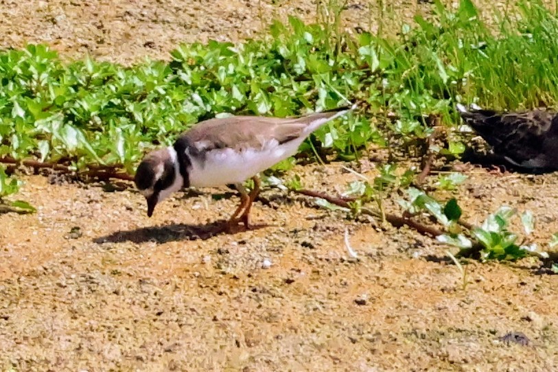 Semipalmated Plover - ML642096044