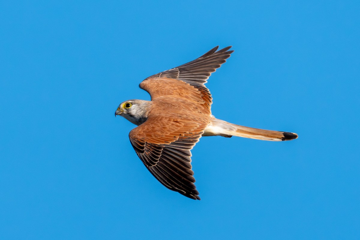 Nankeen Kestrel - ML642096068