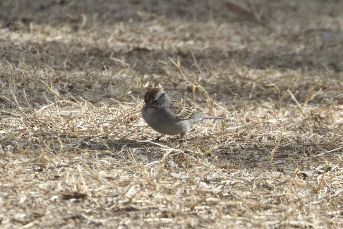 Chipping Sparrow - ML642096081