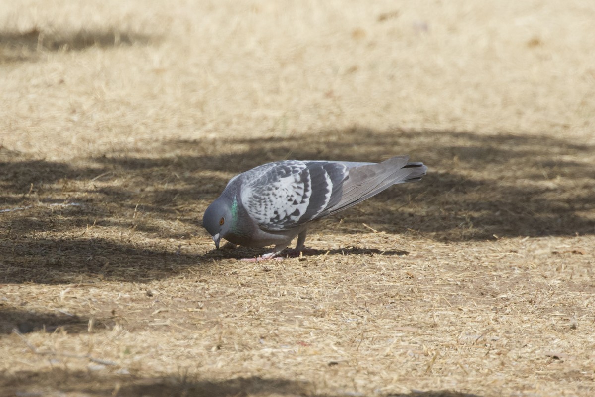 Rock Pigeon (Feral Pigeon) - ML642096084