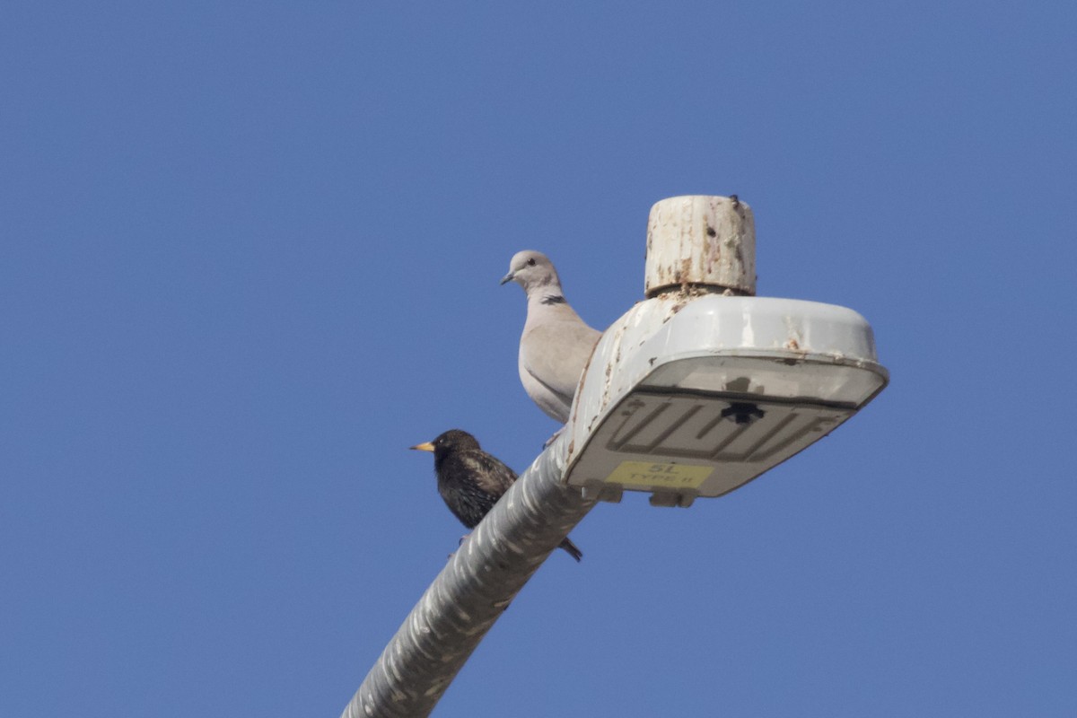 European Starling - ML642096086