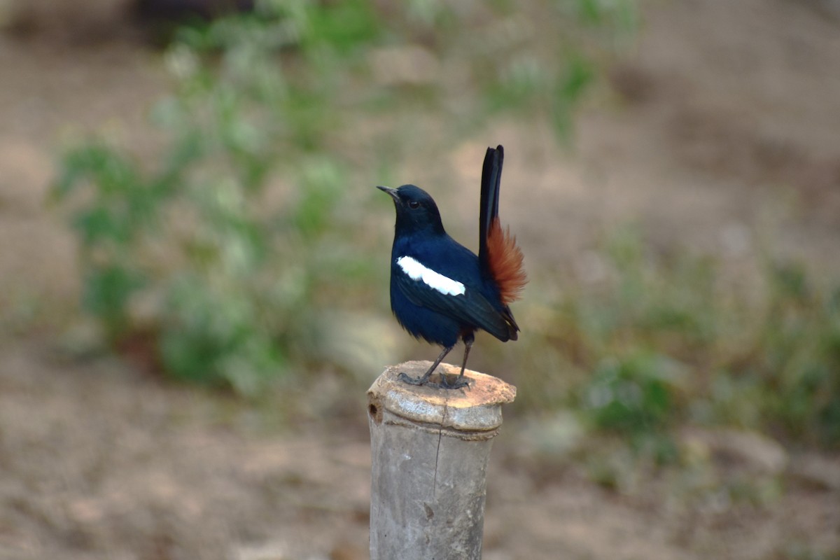 Indian Robin - ML642096087