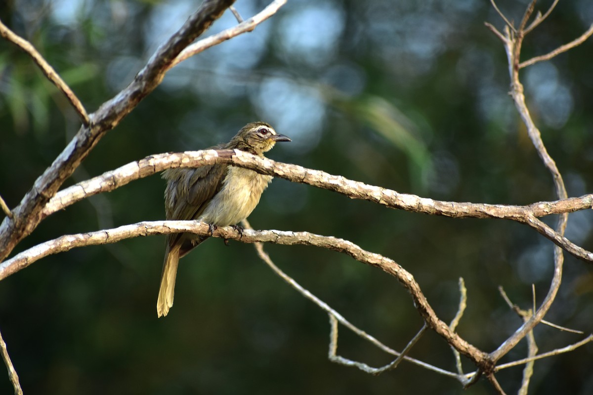 White-browed Bulbul - ML642096092