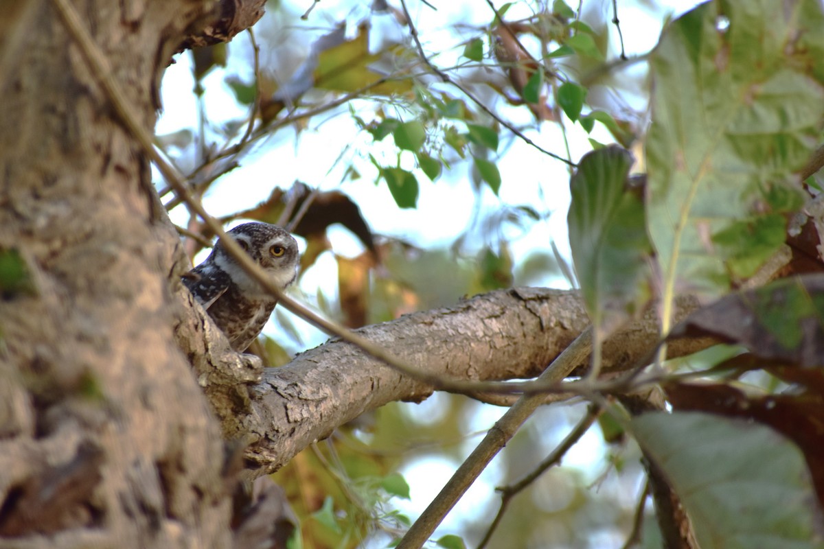 Spotted Owlet - ML642096094