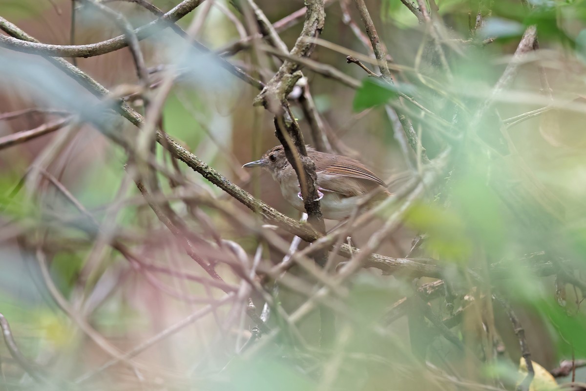 Sulawesi Babbler - ML642096096