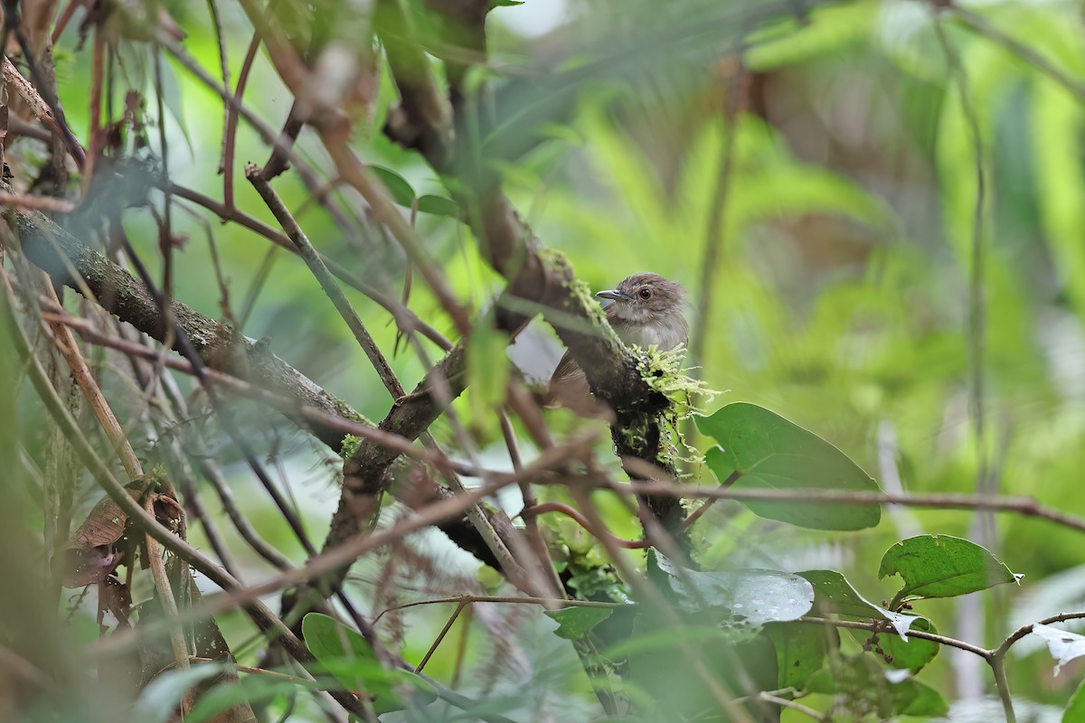 Sulawesi Babbler - ML642096097