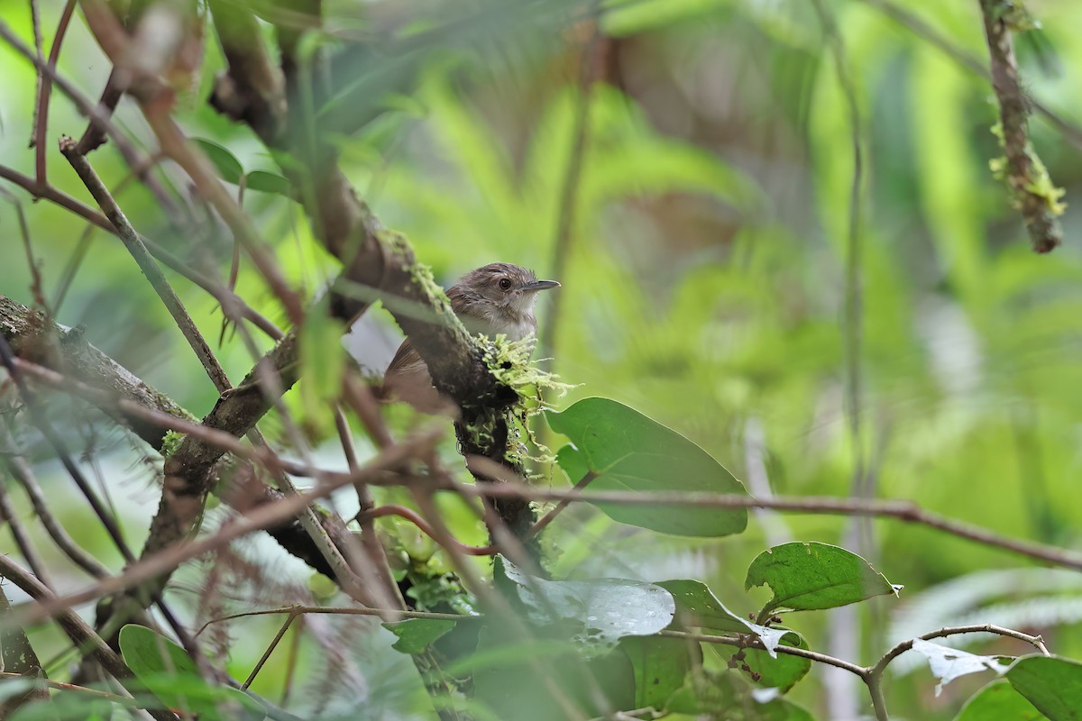 Sulawesi Babbler - ML642096099
