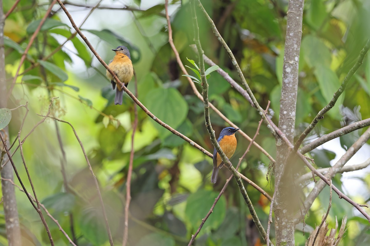 Sulawesi Blue Flycatcher - ML642096110
