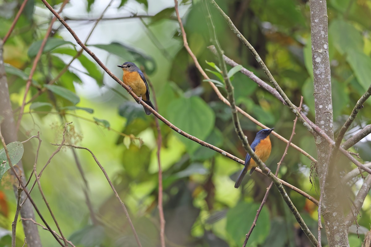 Sulawesi Blue Flycatcher - ML642096111
