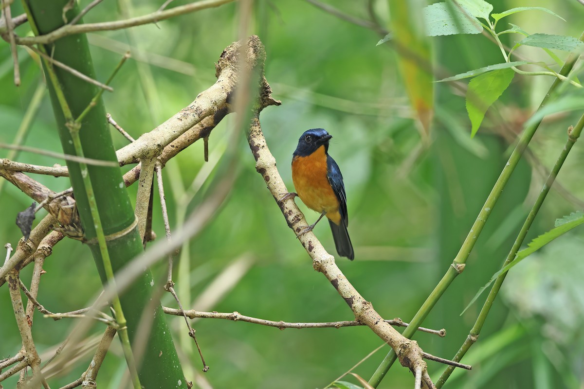 Sulawesi Blue Flycatcher - ML642096114