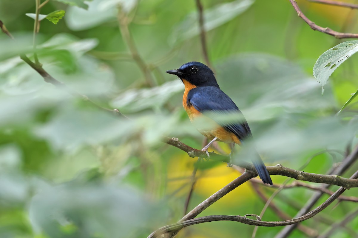 Sulawesi Blue Flycatcher - ML642096115