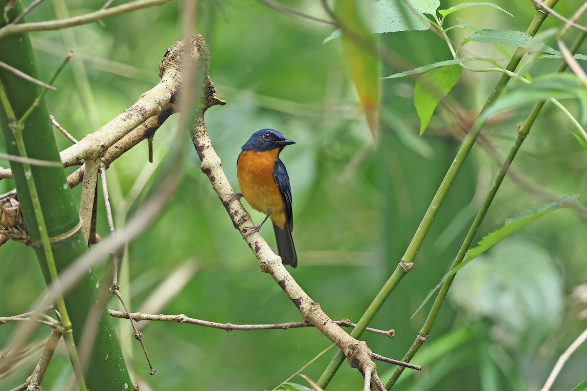 Sulawesi Blue Flycatcher - ML642096116