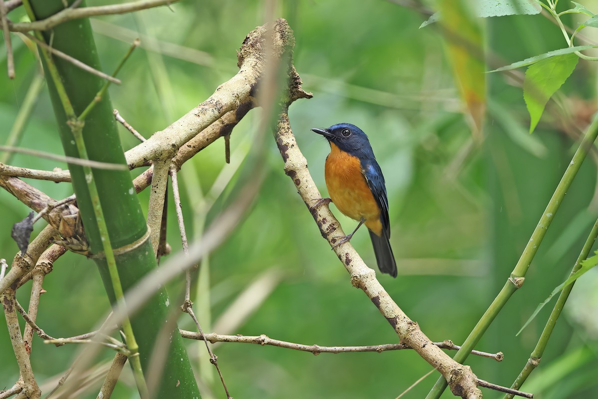 Sulawesi Blue Flycatcher - ML642096117