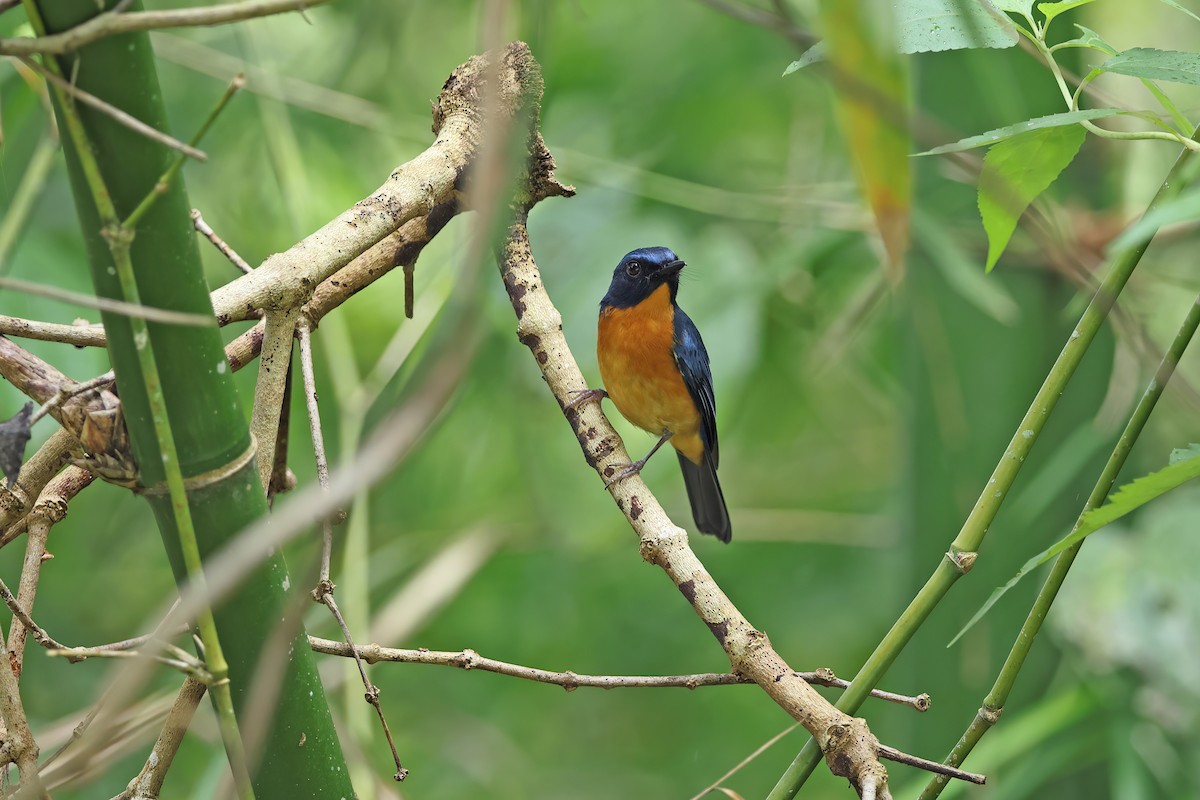 Sulawesi Blue Flycatcher - ML642096118
