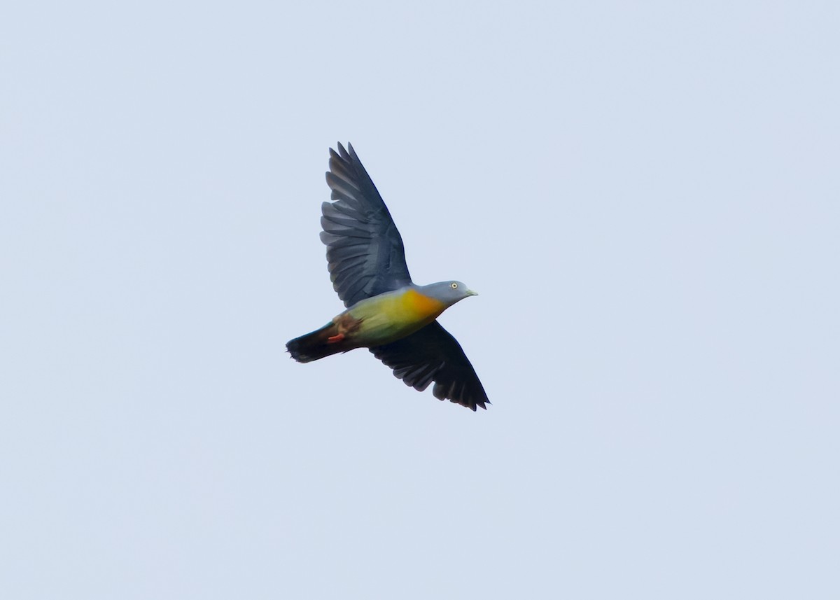 Little Green-Pigeon - ML642096122