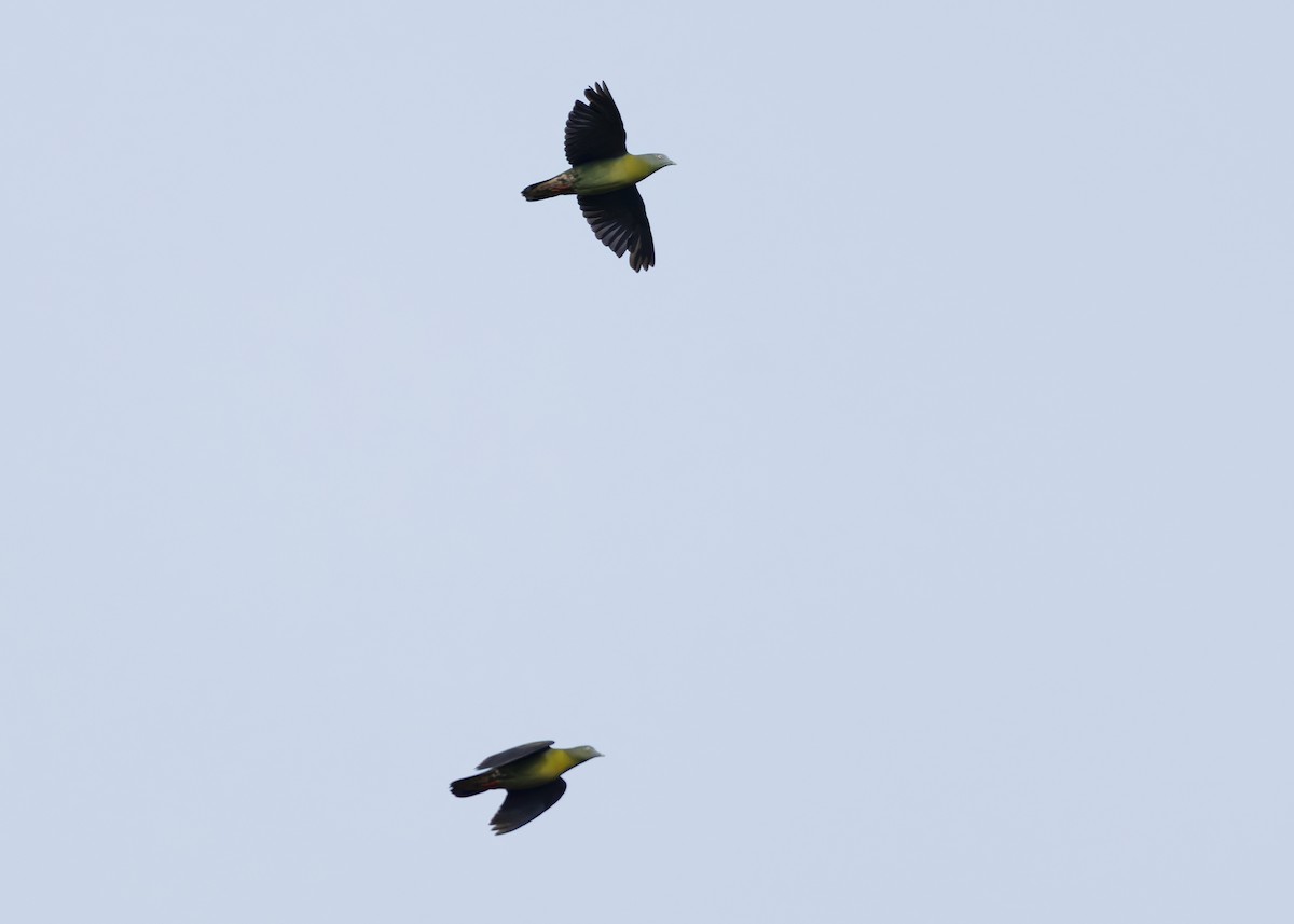 Little Green-Pigeon - ML642096123