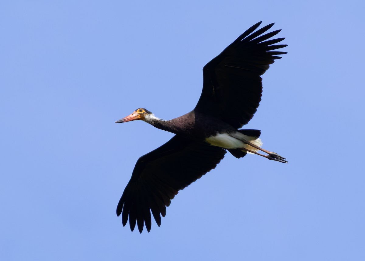 Storm's Stork - ML642096124