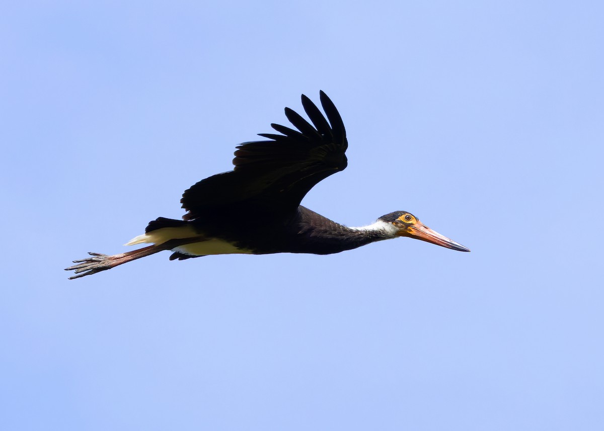Storm's Stork - ML642096125