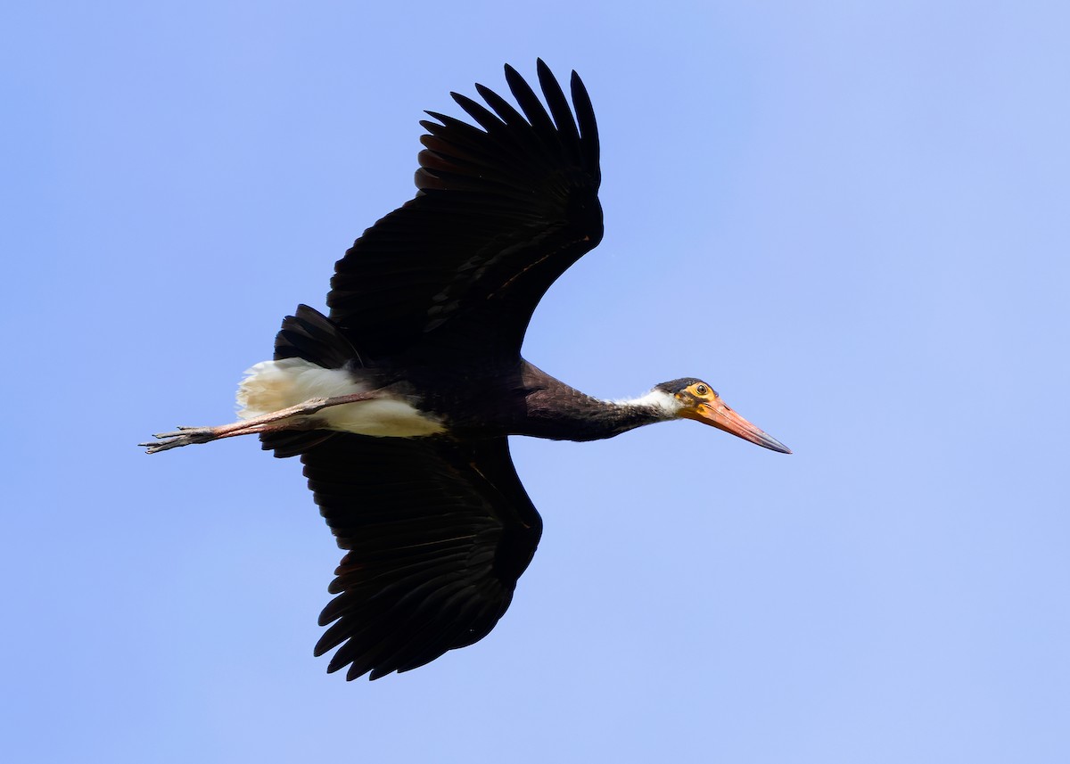 Storm's Stork - ML642096126