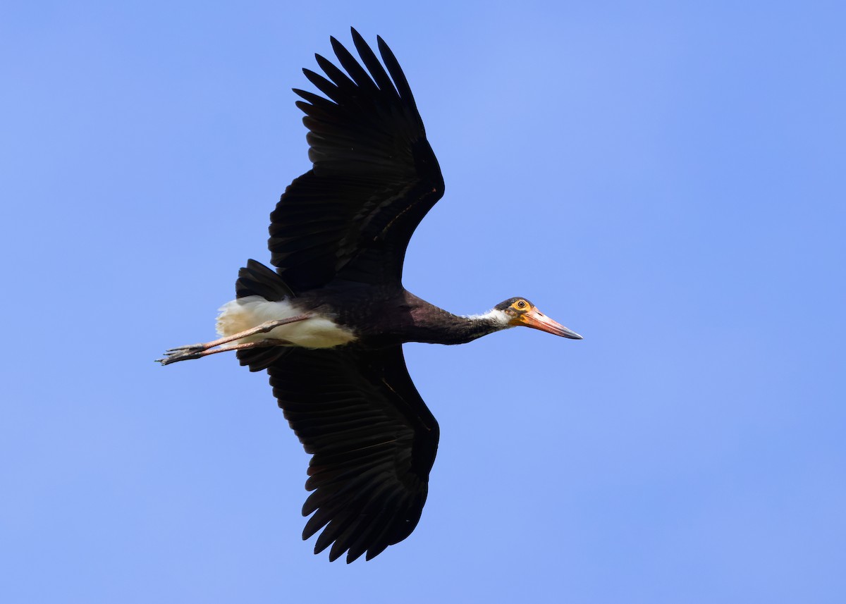 Storm's Stork - ML642096127