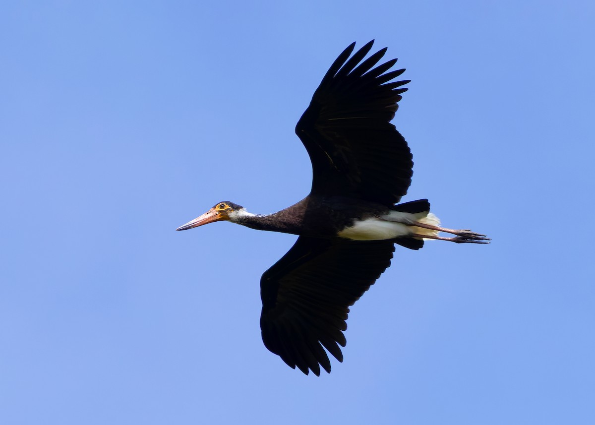 Storm's Stork - ML642096128